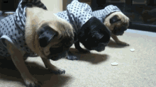 Wait For It... GIF - Dogs Pugs Training GIFs