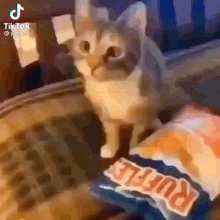 Cat Scratch Bag GIF