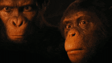 Kingdom Of The Planet Of The Apes Noa GIF - Kingdom Of The Planet Of The Apes Planet Of The Apes Noa GIFs