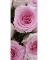 a bunch of pink and white roses with a green background
