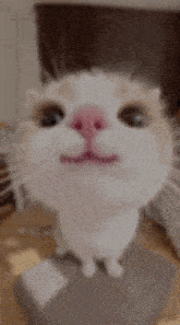 a close up of a cat with a pink nose