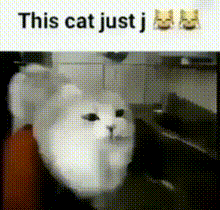 a white cat is sitting in a chair with the words `` this cat just j '' written on the bottom .