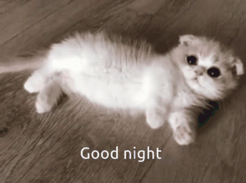 Cat Cute GIF - Cat Cute Good Night - Discover & Share GIFs