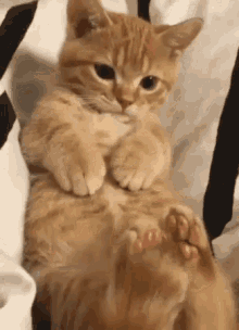 Kitty Cute Cat GIF - Kitty Cute Cat Uwu GIFs