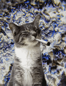 a cat is smoking a cigarette with the words smoolie smokin written below it