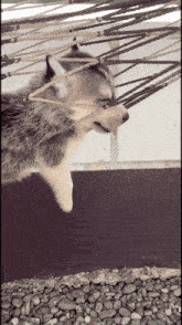 a husky dog is hanging upside down in a hammock with its eyes closed