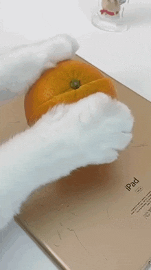 Splitting An Orange That Little Puff GIF