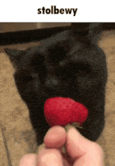 a black cat is eating a strawberry in front of a person holding a strawberry .