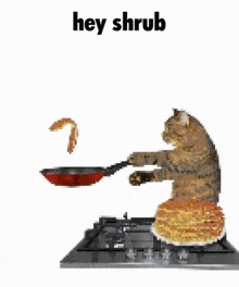 a cat is cooking pancakes on a stove with the words hey shrub written above it