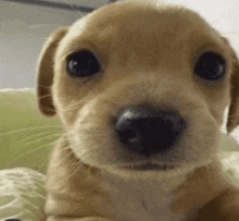 a close up of a puppy 's nose with a green background