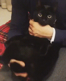 Pussy Cat GIF - Pussy Cat GIFs