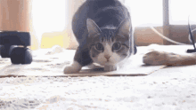Cat Shaking GIF - Cat Shaking GIFs