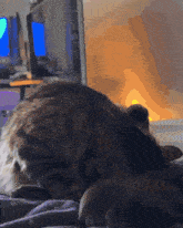 a cat is laying on a bed in front of a computer screen