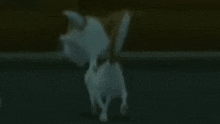 a cartoon cat is standing on its hind legs on a dark street .