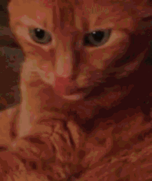 a close up of an orange and white cat with green eyes looking at the camera .