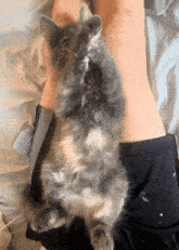 a fluffy cat laying on a person 's leg