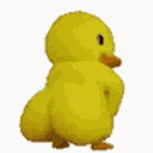 a yellow chicken is walking on a white background and looking at the camera .