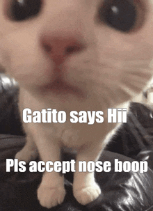 a cat with a caption that says gatito says hii pls accept nose bump