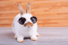 a white and brown rabbit wearing sunglasses on a table .