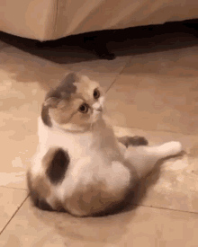 Cat Sitting Cat Turning Head GIF - Cat Sitting Cat Turning Head Cute Cat GIFs