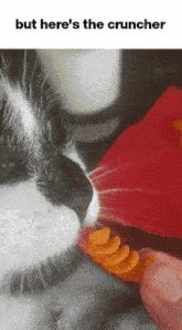 a black and white cat is being fed a cruncher