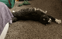 a black and white cat laying on its back on a brown carpet