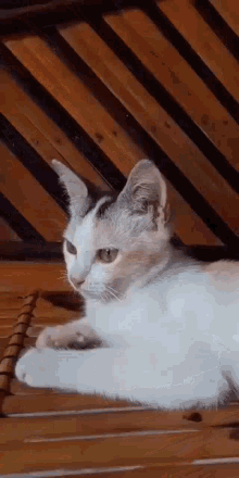 Fierce Curious GIF - Fierce Curious Cat GIFs