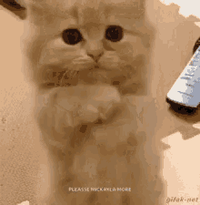 a kitten is standing on its hind legs and praying .