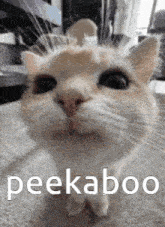 a close up of a cat 's face with the words peekaboo written below it .