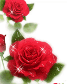 Red Roses Roses GIF - Red Roses Roses Roses For You GIFs