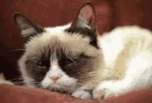 Just Woke Up Grumpy GIF - Just Woke Up Grumpy Cat GIFs