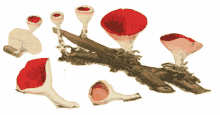 mushroom scarlet