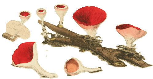 Scarlet Elf Cap Doubleblind Sticker - Scarlet Elf Cap Doubleblind Mushroom Stickers