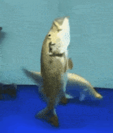 a fish is swimming in a blue tank with a white fish in the background