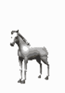 konj kul konj odlican konj bela griva