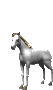 Konj Kul Konj Sticker - Konj Kul Konj Odlican Konj Stickers