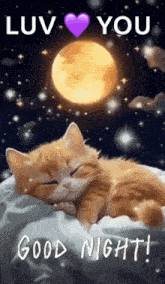 Good Night Images New 2023 Cute Cat GIF