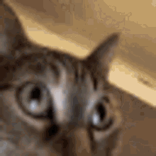 Cat Crazy GIF - Cat Crazy Freaking Out GIFs