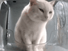 Plotting Cat Cat Meme GIF - Plotting Cat Cat Meme Chinese Cat Feeder GIFs