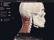 Longissimus Capitis Extension And Hyperextension GIF - Longissimus Capitis Extension And Hyperextension Extension GIFs