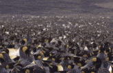 Elephant Seal Out Of Place GIF - Elephant Seal Out Of Place Awkward GIFs
