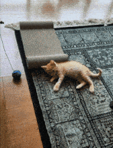a kitten is laying on a rug next to a toy
