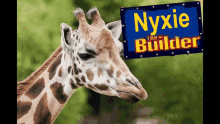 Nyxie The Builder GIF - Nyxie The Builder GIFs