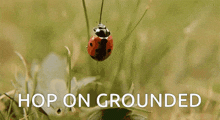 Ladybug Hop On Grounded GIF - Ladybug Hop On Grounded Grounded GIFs
