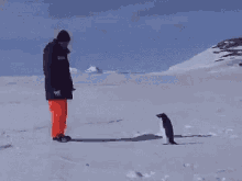 Penguinbreth What GIF - Penguinbreth What Scare GIFs