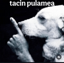 a black and white photo of a dog with the words tacin pulamea on the bottom