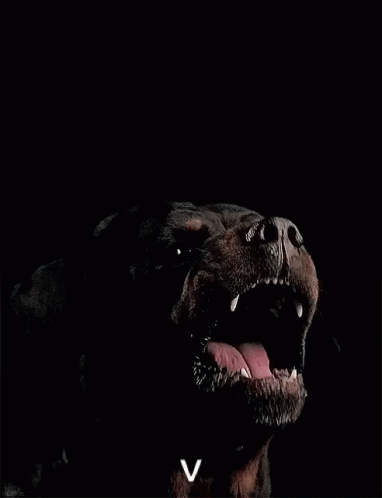 Rottweiler Bark GIF - Rottweiler Bark Fang - Discover & Share GIFs