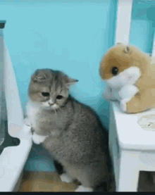 Cat Scared GIF - Cat Scared Hiss GIFs