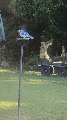 a blue jay perched on a bird feeder next to a cart