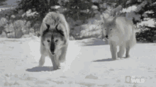 Wolves In The Snow GIF - Nat Geo Wolf GIFs